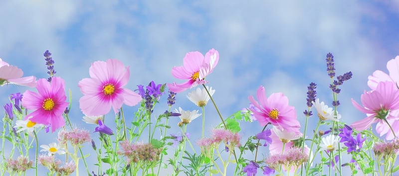 Whimsical Fantasy